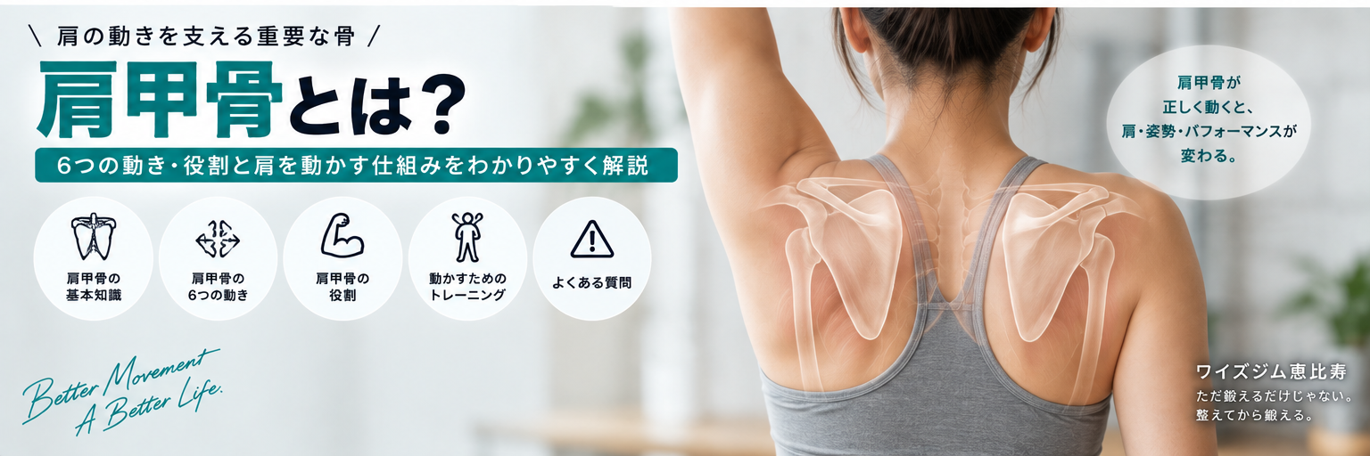 肩甲骨とは？6つの動き・役割と肩を動かす仕組みをわかりやすく解説