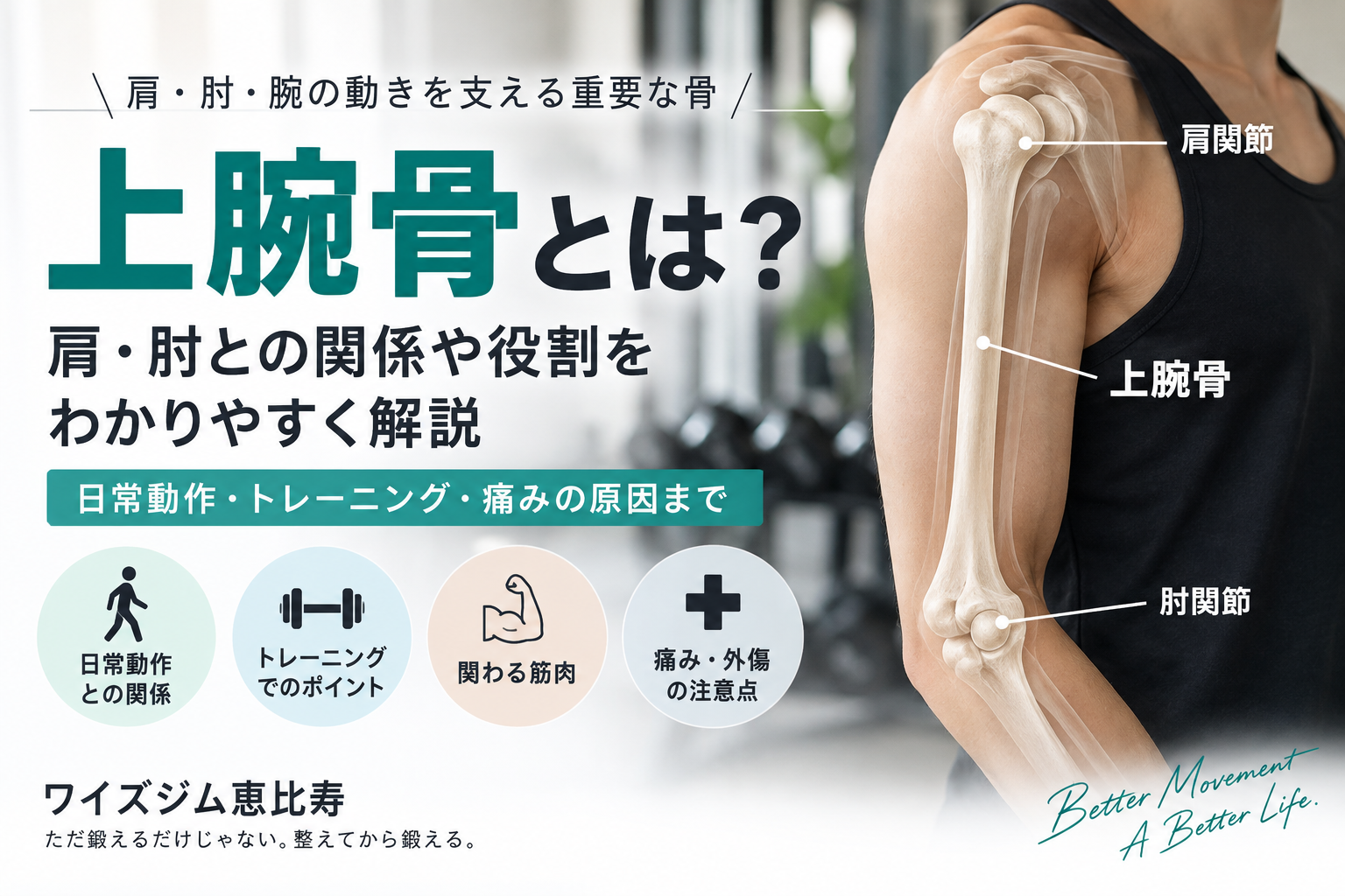 上腕骨とは？肩・肘との関係や役割をわかりやすく解説